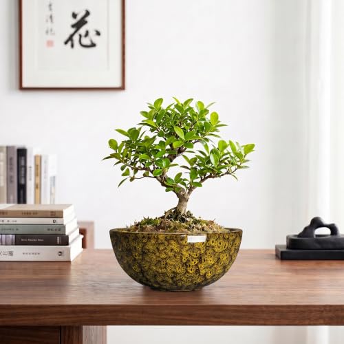 Lotus Bowl Planter, 8 Inch Ceramic Bonsai Pots, Yellow Leopard - color: Yellow Leopard-1, size: 8 Inch
