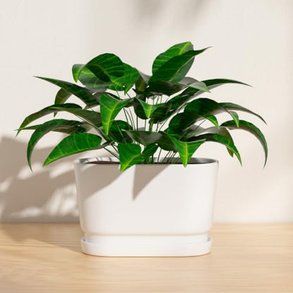 8.9" Rectangular Ceramic Planter with Drainage and Saucer, White - color: Matte White, size: Medium