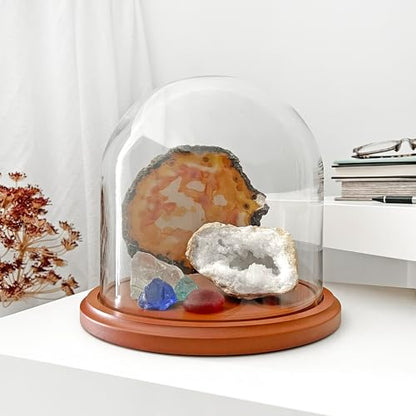 Plymor 8" x 8" Glass Display Dome Cloche (Walnut MDF Base) - color: Walnut Mdf Base