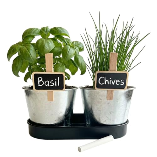 Buzzy Seeds Kitchen Herb Kit 2-Pot with Tray, Metal Planters, Basil Chives