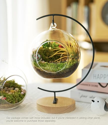 LuckyRunes DIY Terrarium Kit with Live Moss, 15-Piece Glass Globe Set