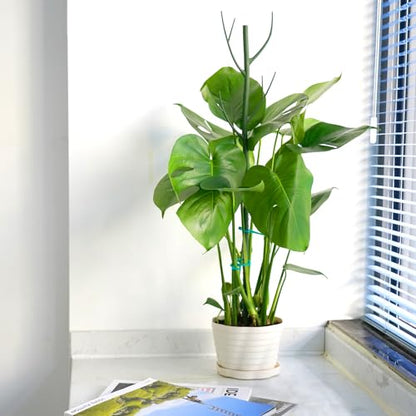 8 Pack Monstera Plant Support Stakes, Detachable Twig Plant Support