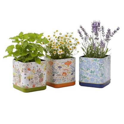 Buzzy Seeds Herbal Tea Garden Kit 3-Pack, Printed Metal Planters, Herbs