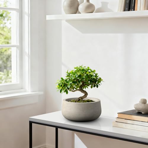 Kante Accent Round Bowl Weathered Concrete Planter 16" Dia, Outdoor - color: Weathered Concrete, size: 15.7"w
