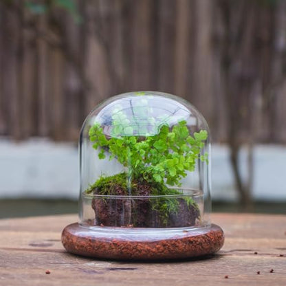 Small Glass Cloche Dome with Base for Mini Carnivorous Plants