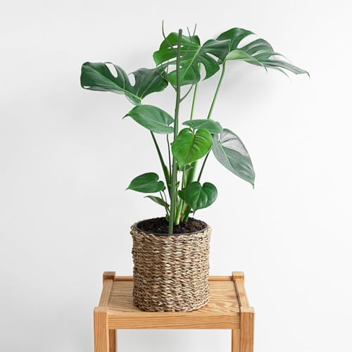 12 Pack Monstera Plant Support Stakes, Detachable Plant Stakes - color: 12Pack-27.5 Inch