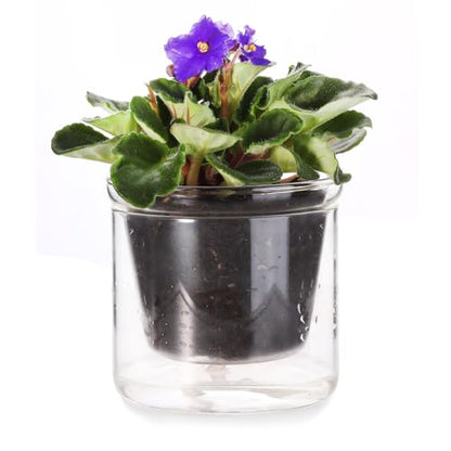 4 Inch Glass Plant Pot for Indoor Plants,Home Table Decoration