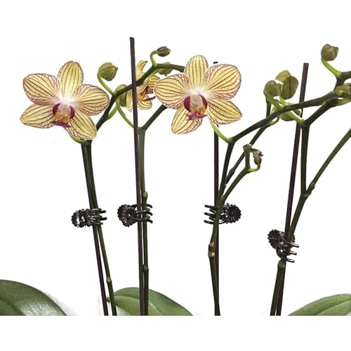 Plant Support Clips Reusable Garden Clips,100Pcs Medium Plant Clips