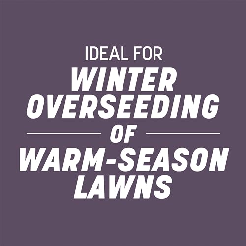 Pennington Annual Ryegrass, Grass Seeds for Lawn, 25 Lb - size: 25 lb