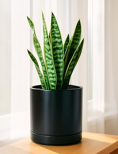D'vine Dev 2-Pack Ceramic Pots with Saucers, Black, 8.2 in, 94-V-D-2 - color: Black, size: 8 Inch