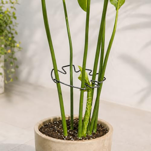 Yohsnor 5.5×4.7IN Monstera Plant Stem Support-5PCS Stem Support (Black) - color: Black, size: 5.5IN*4.7IN