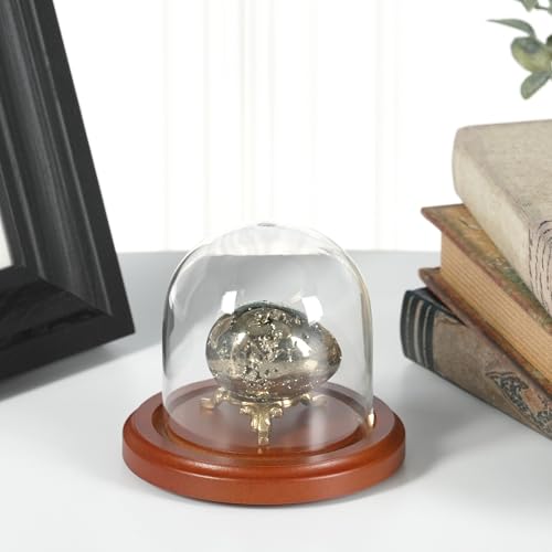 Plymor 3" x 3" Glass Display Dome Cloche (Walnut Base) - color: Walnut Base
