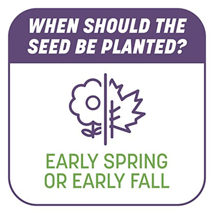 Pennington Smart Patch Dense Shade Grass Seeds for Lawn, 5 lb - size: 5 lb