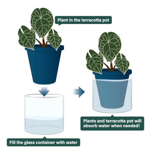 D'vine Dev Self-Watering Blue Terracotta Planter, 6 in, 2-Pack, 37-Y-B-4 - color: Blue, size: 6 Inch