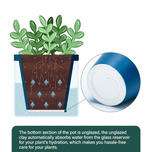 D'vine Dev Self-Watering Blue Terracotta Planter, 4 in, 2-Pack, 37-Y-A-4 - color: Blue, size: 4 Inch