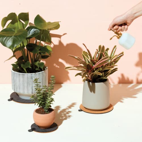Modern Sprout Plant Mister - 8 oz Indoor Watering Can & Sprayer - White - color: White