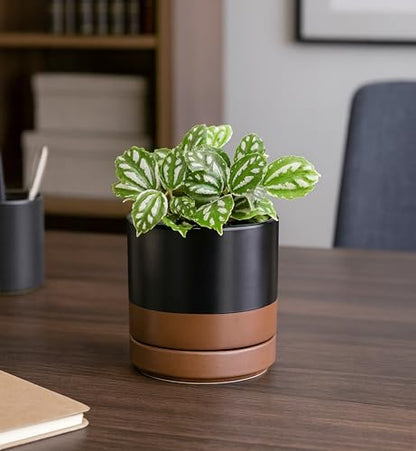 D'vine Dev 4-Pack Ceramic Pots with Saucers, Black/Tan, 4.7 in, 94-X-B-7 - color: Black/Speckled Tan, size: 4.7 Inch