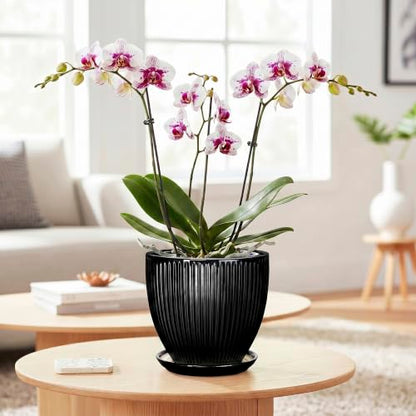 6 Inch Ceramic Planter, Indoor Plant Pots with Saucer, Black - color: Black, size: 6 Inch