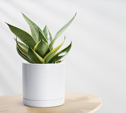 D'vine Dev 2-Pack Ceramic Pots with Saucers, White, 8.2 in, 94-V-D-1 - color: White, size: 8 Inch