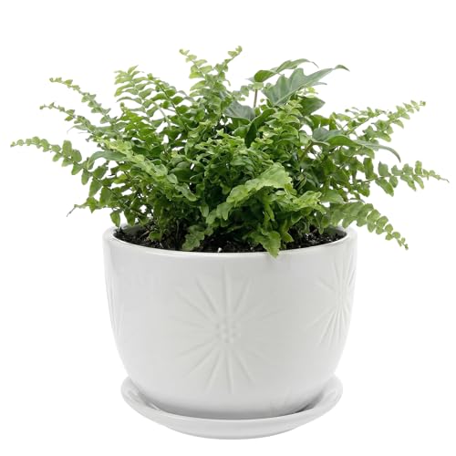 MyGift 7 Inch Round White Ceramic Plant Pot with Drainage Hole and Attached Saucer, Modern Decorative Embossed Sunburst Planter Container for Indoor Home Garden - color: White