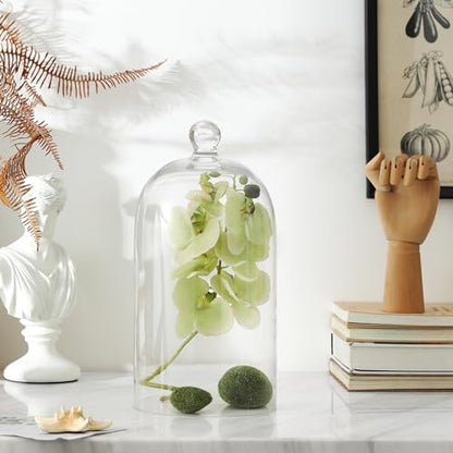 KMwares Clear Glass Display Dome Cloche Bell Jar Tabletop Decorative Case Covered Plants/Food (Medium) - size: Medium