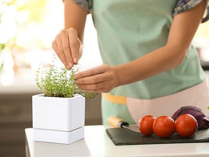 D'vine Dev 4-Pack Plastic Herb Planter Pots, 4 in, White, 76-Y-A4-1 - color: White, size: 16 Inch x 4.5 Inch