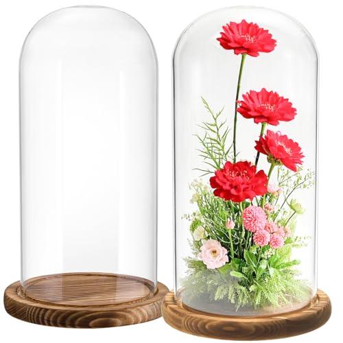 2 Pack Glass Cloche Display Dome, 10 Inch Large Decorative Glass Bell Jar, Clear Dome Showcase with Dark Brown Wooden Base, for Plants, Medals, Photos, Antique Collectibles, Mother's Day