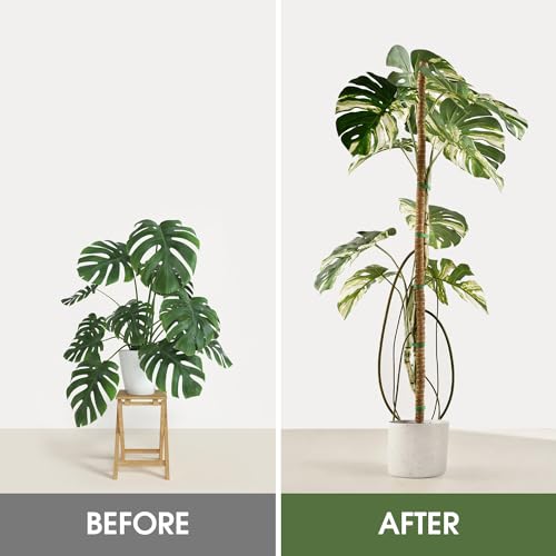 3 Pack Moss Pole 63 Inch Monstera Plant Sticks Support Tall Long Stakes - color: 3 Pack