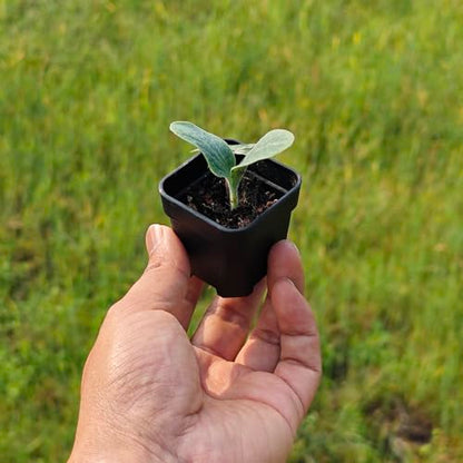 200 Pack 1.95 Inch Tiny Black Plastic Square Nursery and Seedling Pot, Mini Transplant Seed Starter Planter with Drain Hole for Germination, Herb, Succulent - color: Black, size: 1.95 inch