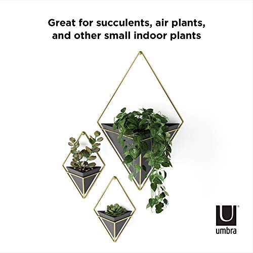Umbra Trigg Hanging Planter for Small Plants, Set of 2, Small, Black/Brass - color: Black/Brass, size: Small