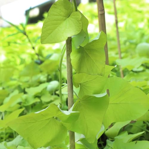 Natural Bamboo Plant stake2FT 50Pcs - size: 2ft-50pcs