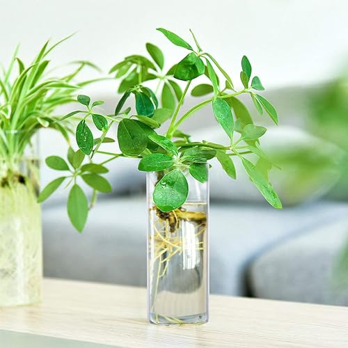 Fasmov 6 Pack Wall Hanging Glass Planters, Terrarium Holders for Air Plants, Succulents, Flowers - Square, Clear Vase Containers for Plant Display and Decoration - size: 2.36"L x 2.36"W x 6"H