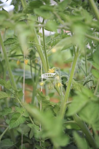 Compostable Trellis Clips (Compostable, 100, Units) - style: Compostable - 100 count