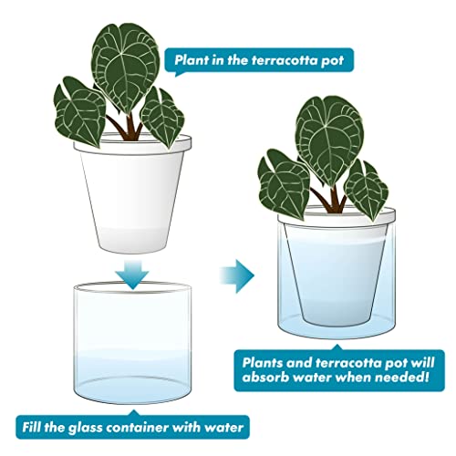 D'vine Dev Self-Watering White Terracotta Planter, 6 in, 2-Pack, 37-Y-B-2 - color: White, size: 6 Inch