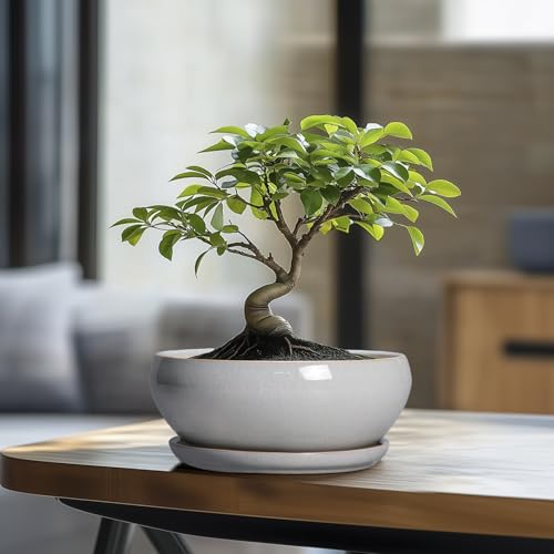 SQOWL Bonsai Tree Pots, 8 Inch Ceramic Plant Pots with Saucer, Gray - color: Gray, size: 8 Inch