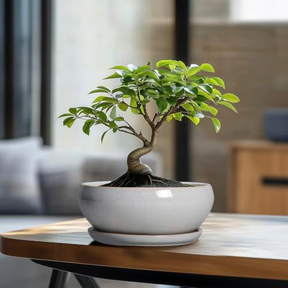SQOWL Bonsai Tree Pots, 8 Inch Ceramic Plant Pots with Saucer, Gray - color: Gray, size: 8 Inch