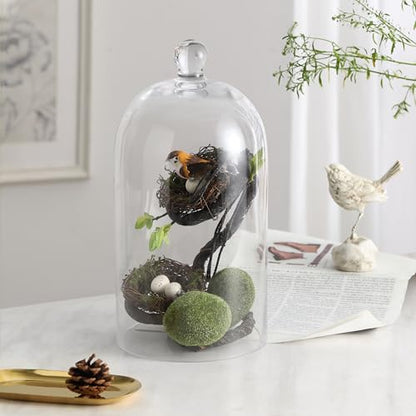 KMwares Clear Glass Display Dome Cloche Bell Jar Tabletop Decorative Case Covered Plants/Food (Medium) - size: Medium