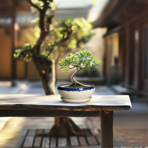 SQOWL Succulent Pots 6 Inch, Ceramic Bonsai Pots with Saucer, Blue-Beige - color: Blue-beige, size: 6 Inch