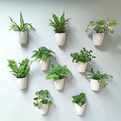LaLaGreen Self-Watering Wall Planters (4in, 10 Pack) White Indoor Plants - size: 4" (10 cm)