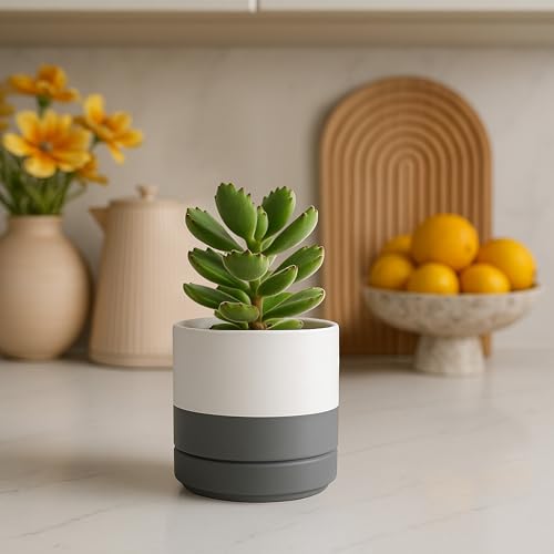 D'vine Dev 4-Pack Ceramic Pots with Saucers, White/Grey, 4.7 in, 94-X-B-6 - color: White/Speckled Grey, size: 4.7 Inch