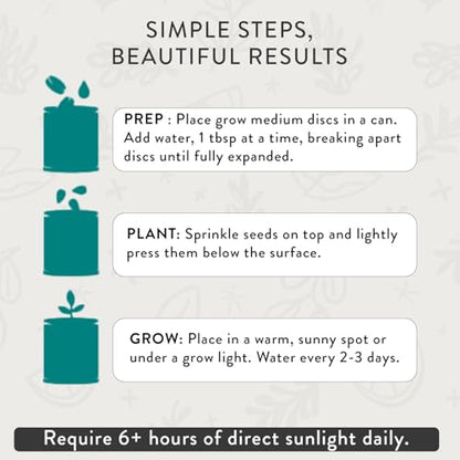 Modern Sprout Complimentary Color Grow Kits - Seed Starter Kit, Pack of 4 - size: Pack of 4
