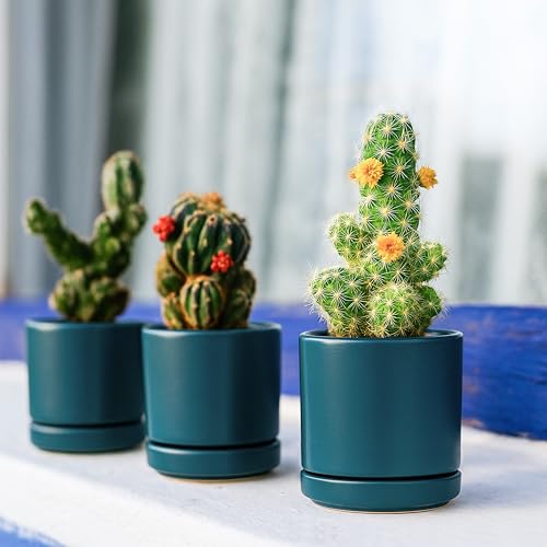 D'vine Dev 4-Pack Ceramic Pots with Saucers, Teal, 3.5 in, 94-X-A-9 - color: Teal, size: 3.5 Inch