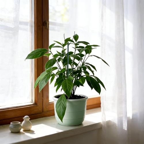 10 Pack Stackable Plant Support Stakes, Adjustable Moss Pole