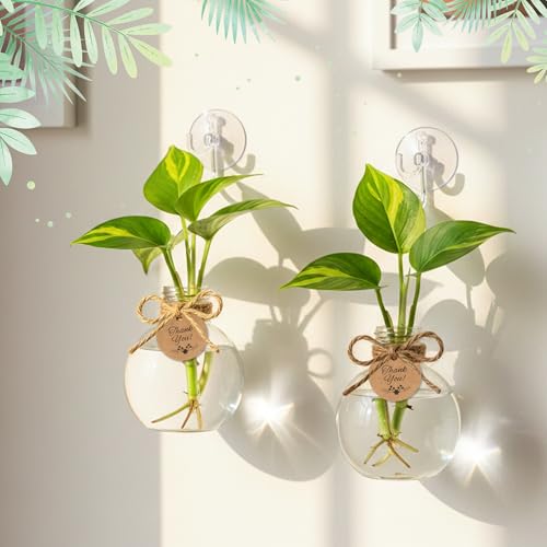 Plastic Window Propagation Stations Hanging Plant Propagation Vases