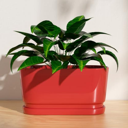 13" Rectangular Ceramic Planter with Drainage and Saucer, Red - color: Red, size: Large