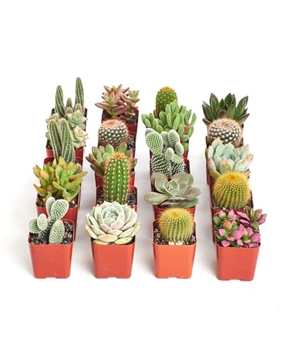 Shop Succulents Premium Live Mini Cactus and Succulent Plants in 2" Pots, Easy Care Indoor or Outdoor Gardening, Terrariums, Favors, & Contemporary Spaces with Hardy, Resilient Varieties, Pack of 32 - size: 32-Pack, style: Cactus & Succulents