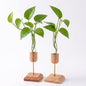 2Pcs Plant Propagation Vases with Wooden Stand