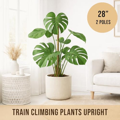 Craft911 29" Moss Pole Monstera Plant Support, Indoor Plant Stakes - size: 2-Pack (29 in)