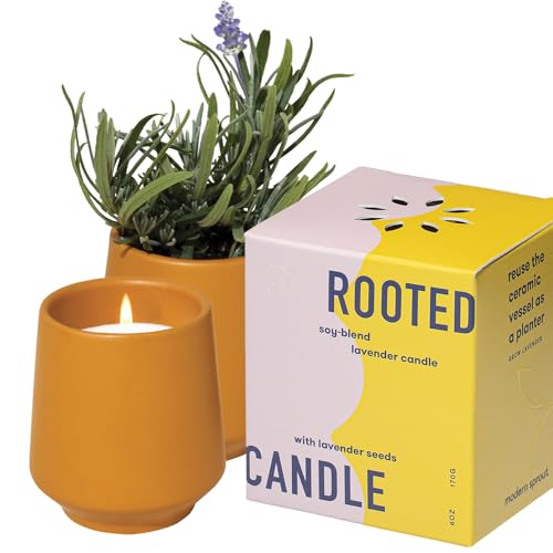 Modern Sprout Soy Candle Planter - Grows Lavender - Cedarwood Scent - 6 oz - size: Pack of 1
