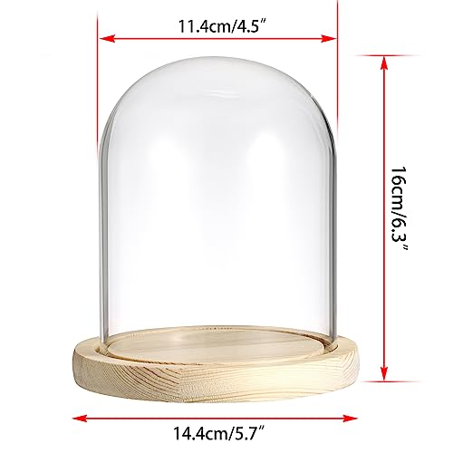 JUXYES 4.5x6 Inch Clear Glass Display Dome Cloche with Maple Wood Base